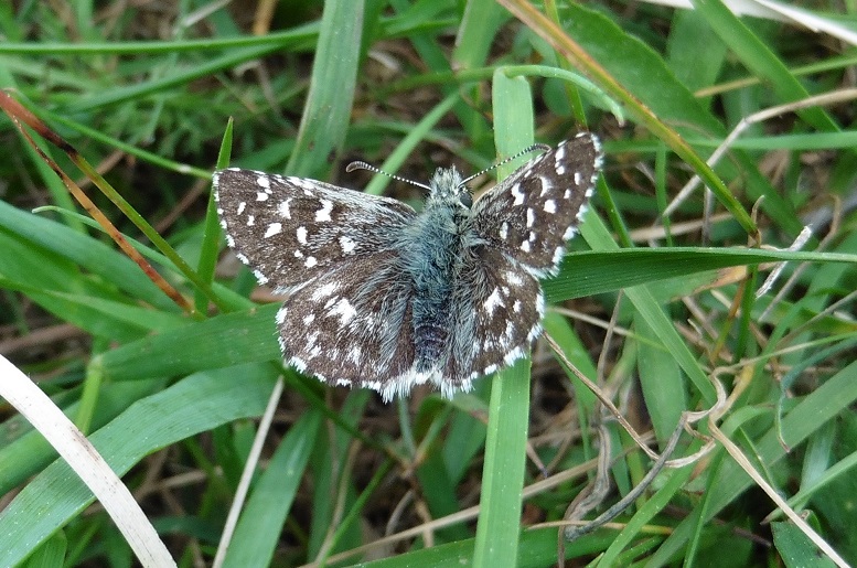 Pyrgus malvae? No, malvoides